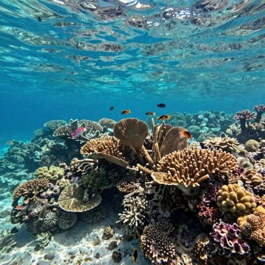 reef 380x380