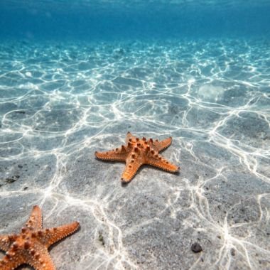 starfish 380x380