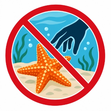 no touching starfish