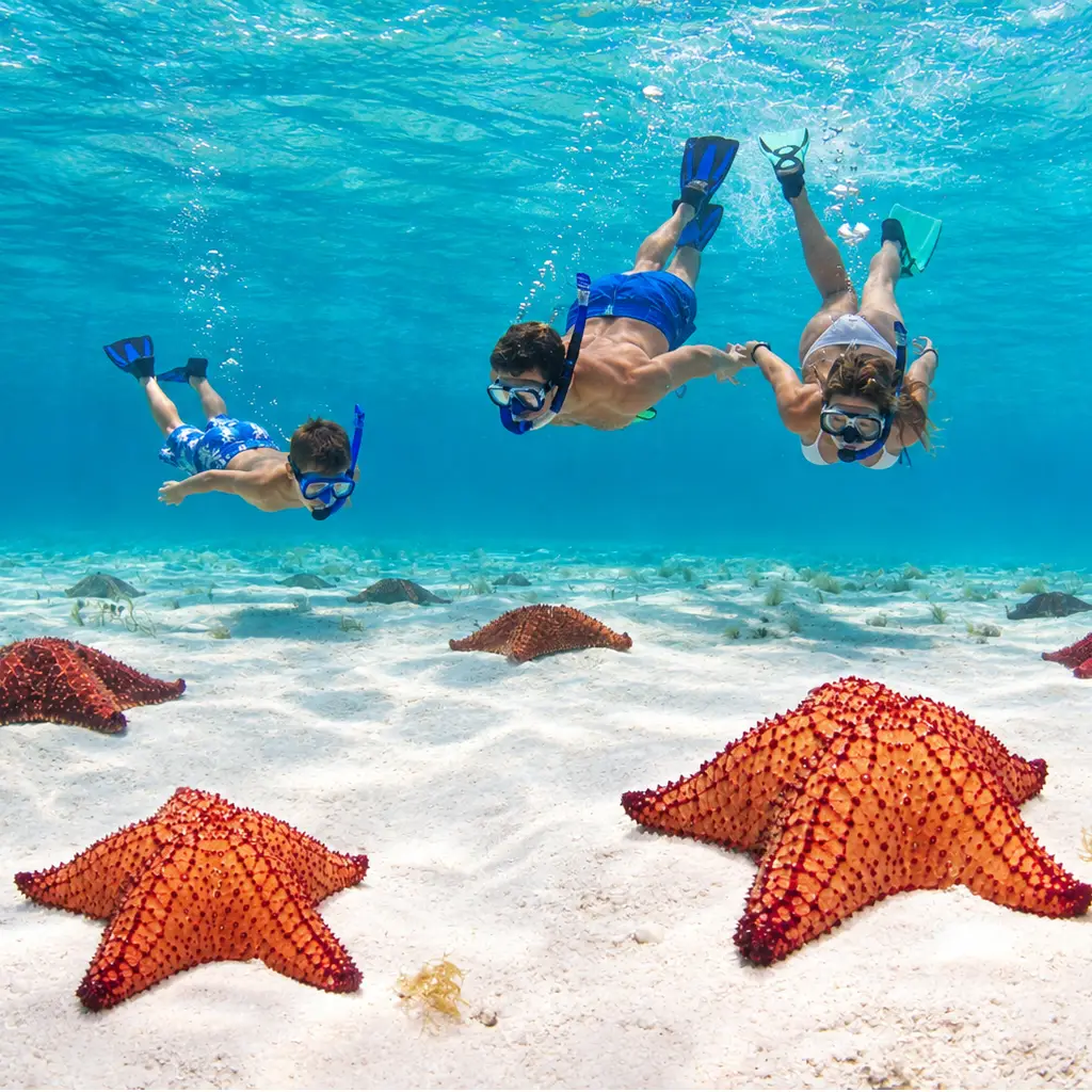 Roatan Cruise Excursions starfish snorkeling