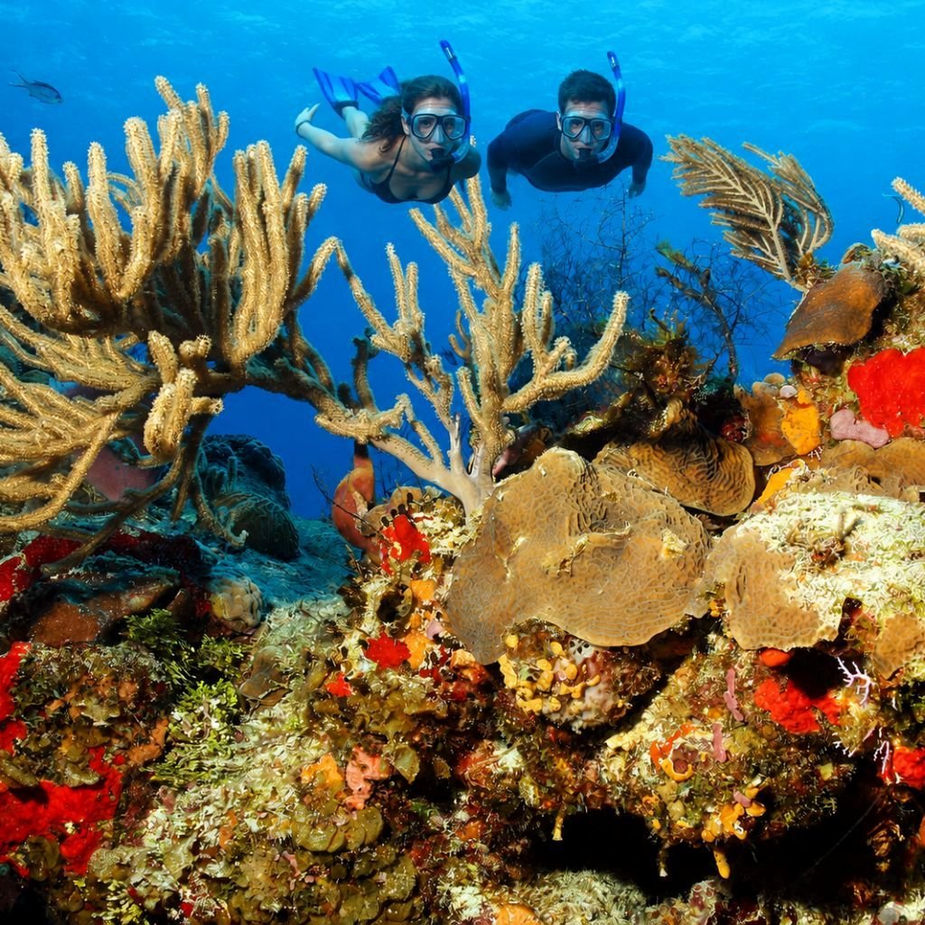 Guided Coral Reef Snorkel