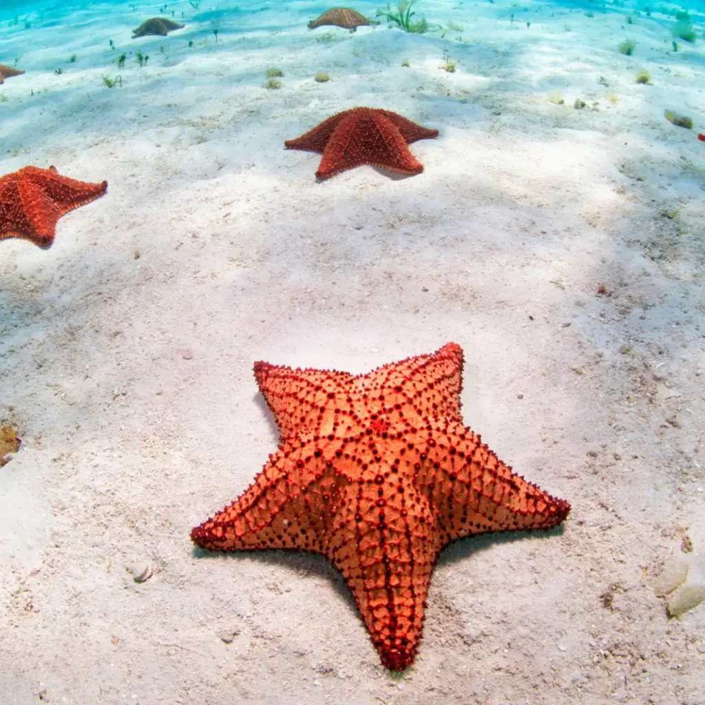 Roatan Cruise Excursions starfish bank